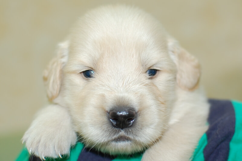 ゴールデンレトリーバーの子犬の写真201905242 6月15日現在