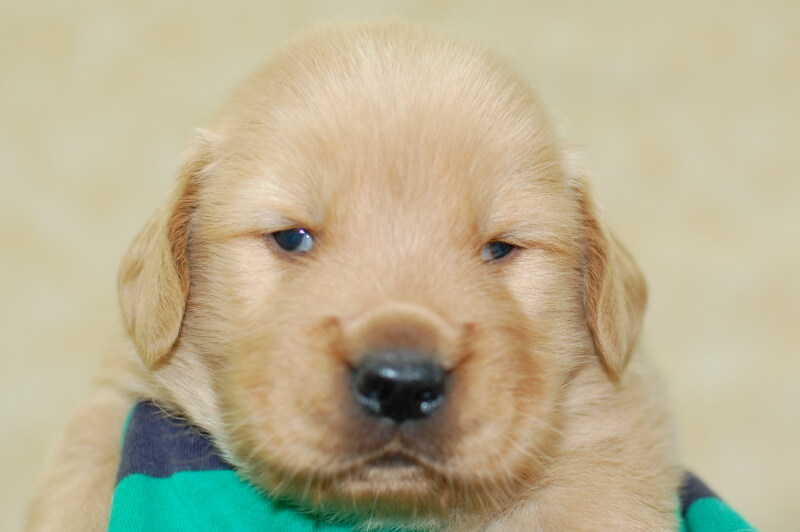 ゴールデンレトリーバーの子犬の写真201905231 6月15日現在