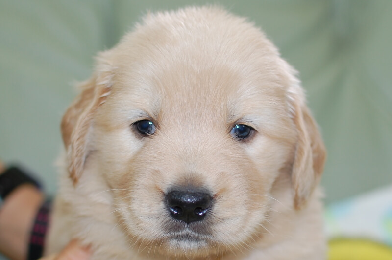 ゴールデンレトリーバーの子犬の写真201905245 6月22日現在
