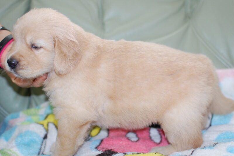 ゴールデンレトリーバーの子犬の写真201905245-2 6月22日現在