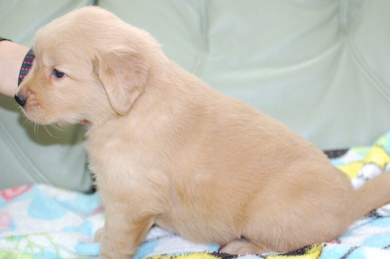 ゴールデンレトリーバーの子犬の写真201905232-2 6月22日現在