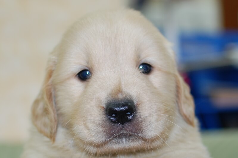 ゴールデンレトリーバーの子犬の写真201905233 6月22日現在
