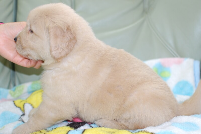 ゴールデンレトリーバーの子犬の写真201905233-2 6月22日現在