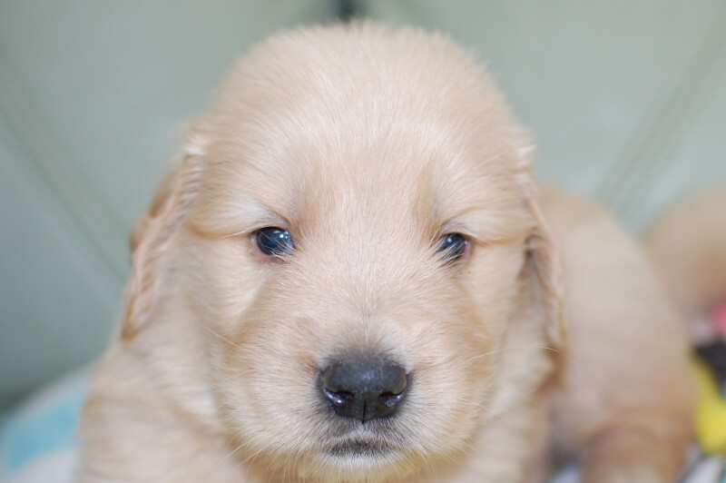 ゴールデンレトリーバーの子犬の写真201905241 6月22日現在
