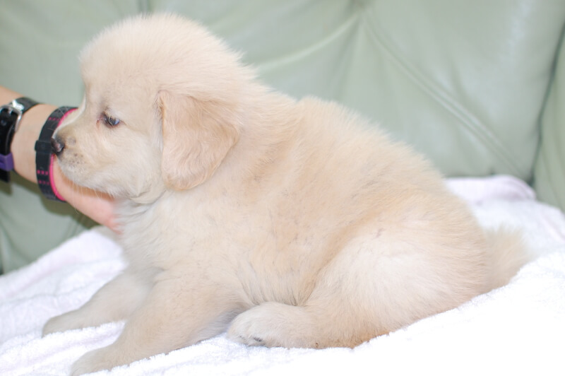 ゴールデンレトリーバーの子犬の写真201905242-2 7月1日現在