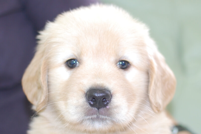 ゴールデンレトリーバーの子犬の写真201905245 7月1日現在