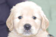 ゴールデンレトリーバーの子犬201905245