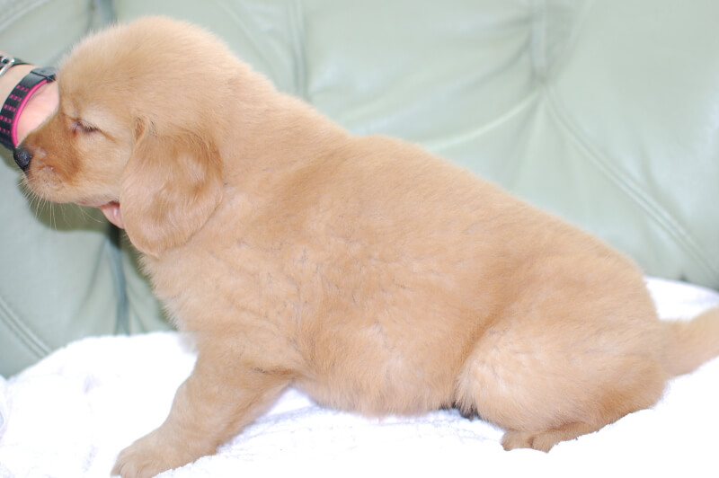 ゴールデンレトリーバーの子犬の写真201905231-2 7月1日現在