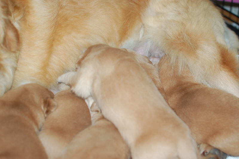 2020年6月18日生まれのゴールデンレトリバーの子犬の写真