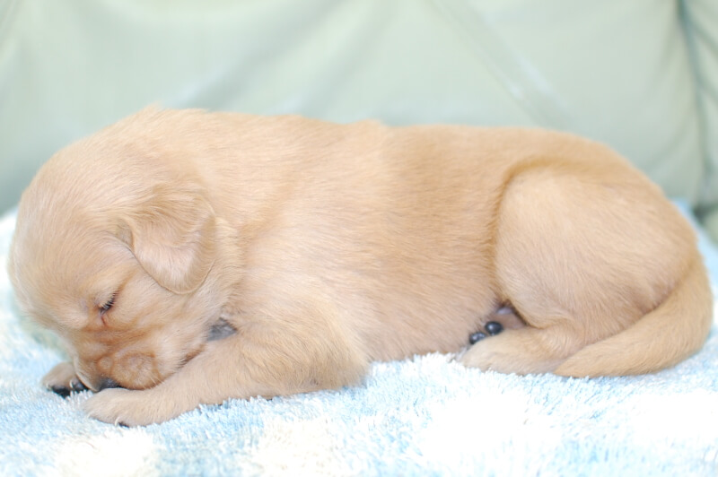 ゴールデンレトリーバーの子犬の写真202006185-2 7月5日現在