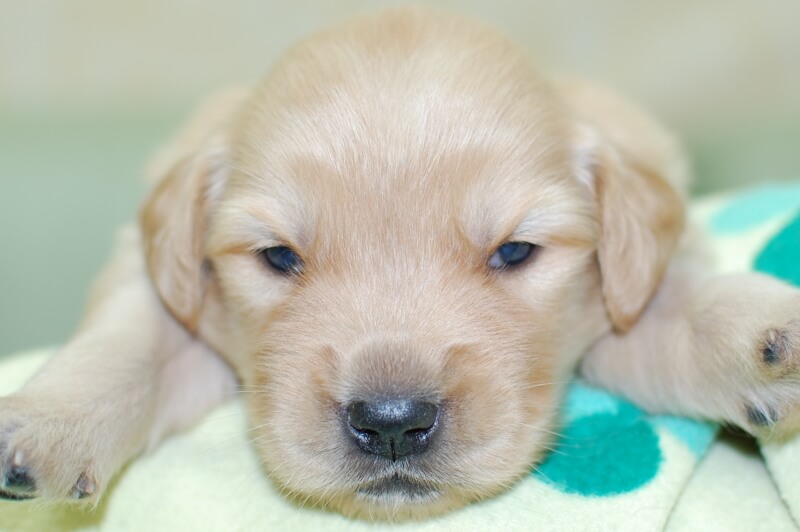 ゴールデンレトリーバーの子犬の写真202006186 7月5日現在