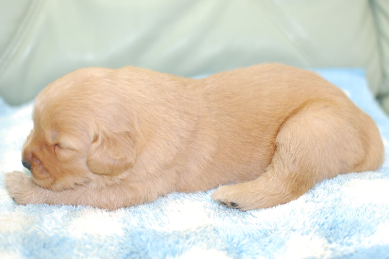 ゴールデンレトリーバーの子犬の写真202006181-2 7月5日現在