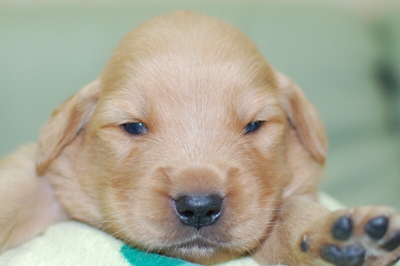 ゴールデンレトリーバーの子犬の写真202006182 7月5日現在