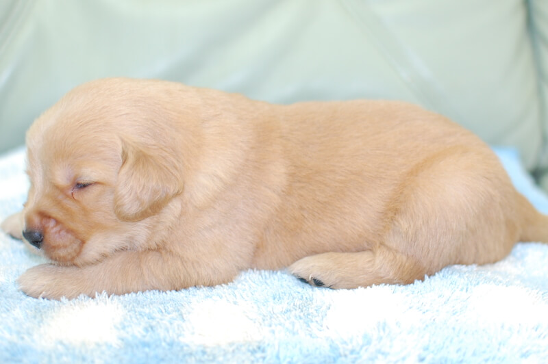 ゴールデンレトリーバーの子犬の写真202006182-2 7月5日現在