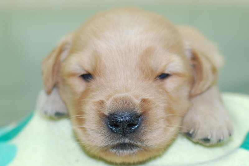 ゴールデンレトリーバーの子犬の写真202006183 7月5日現在