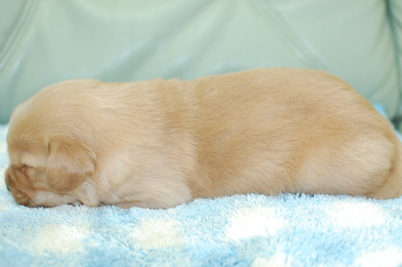 ゴールデンレトリーバーの子犬の写真202006183-2 7月5日現在