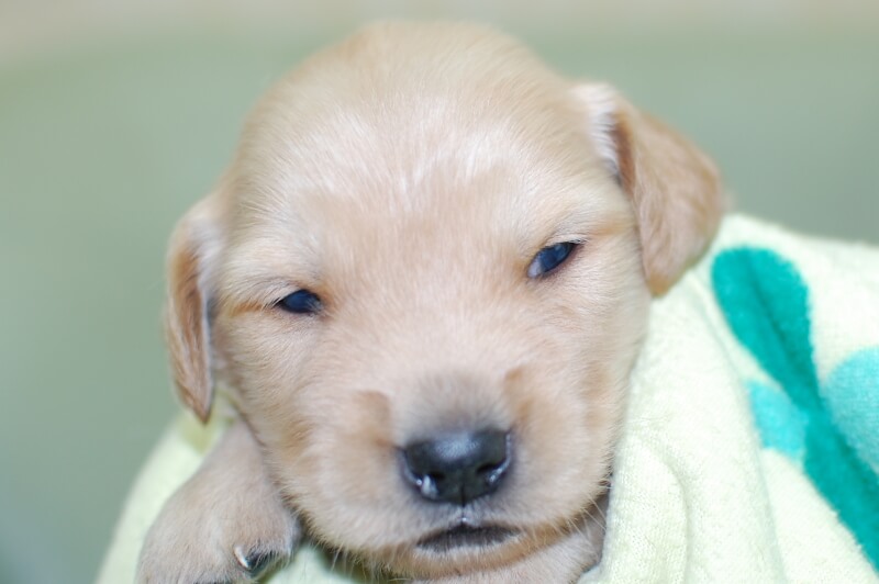 ゴールデンレトリーバーの子犬の写真202006184 7月5日現在