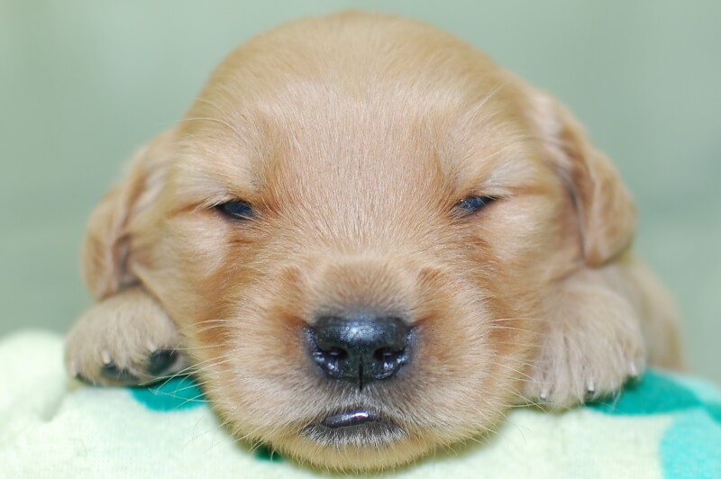 ゴールデンレトリーバーの子犬の写真202006181 7月5日現在