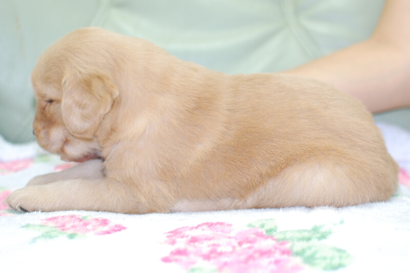 ゴールデンレトリーバーの子犬の写真202006185-2 7月14日現在
