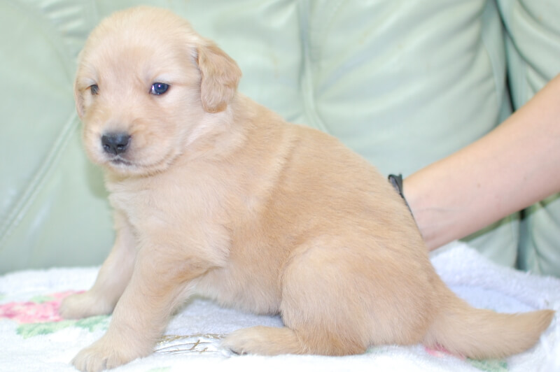 ゴールデンレトリーバーの子犬の写真202006186-2 7月14日現在