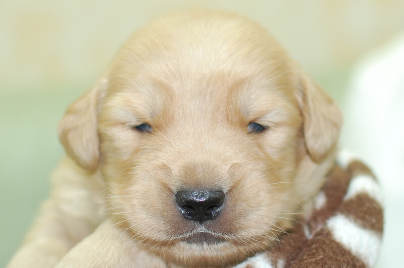 ゴールデンレトリーバーの子犬の写真202006261 7月14日現在