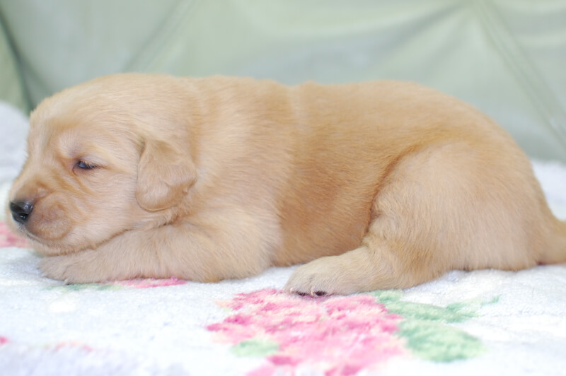 ゴールデンレトリーバーの子犬の写真202006261-2 7月14日現在