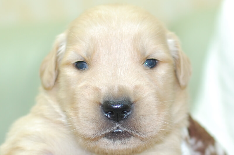 ゴールデンレトリーバーの子犬の写真202006262 7月14日現在