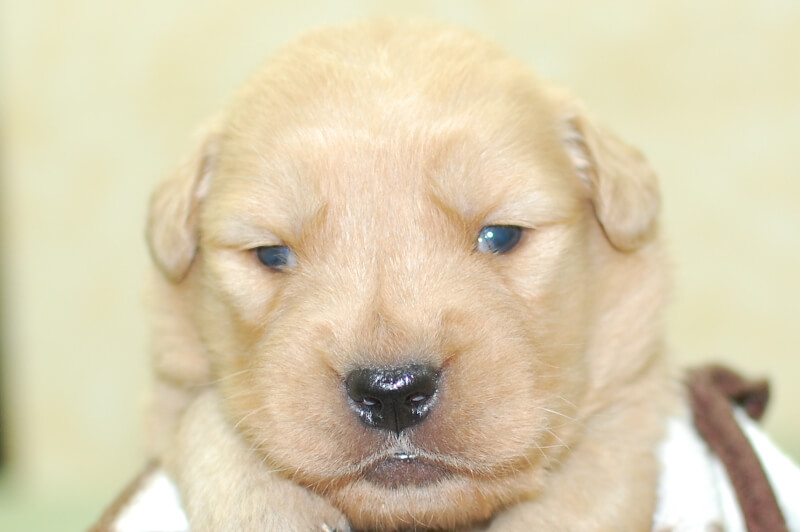 ゴールデンレトリーバーの子犬の写真202006263 7月14日現在