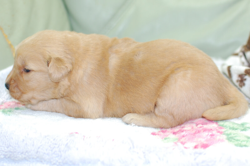 ゴールデンレトリーバーの子犬の写真202006263-2 7月14日現在