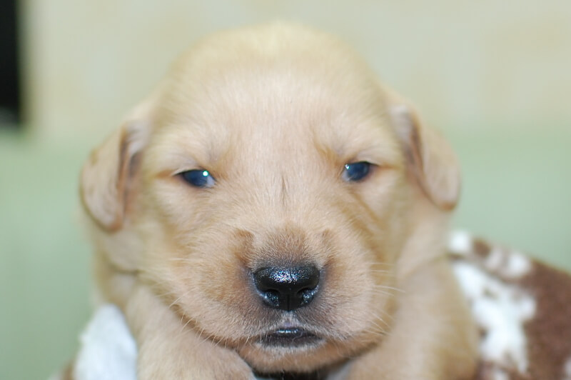 ゴールデンレトリーバーの子犬の写真202006264 7月14日現在