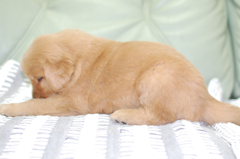 ゴールデンレトリーバーの子犬の写真202006181-2 7月14日現在