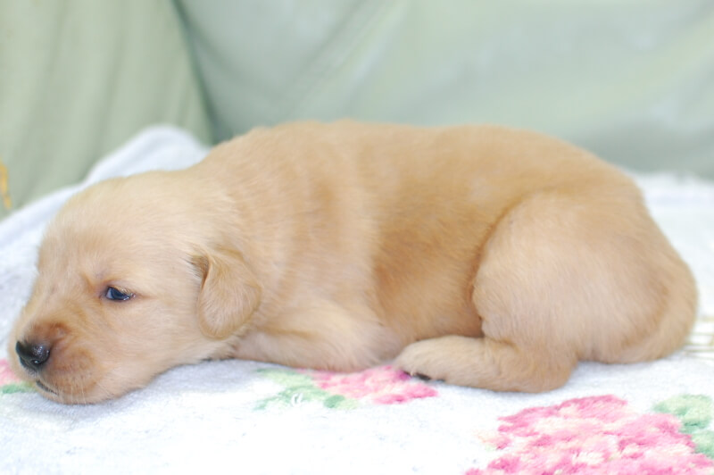 ゴールデンレトリーバーの子犬の写真202006264-2 7月14日現在
