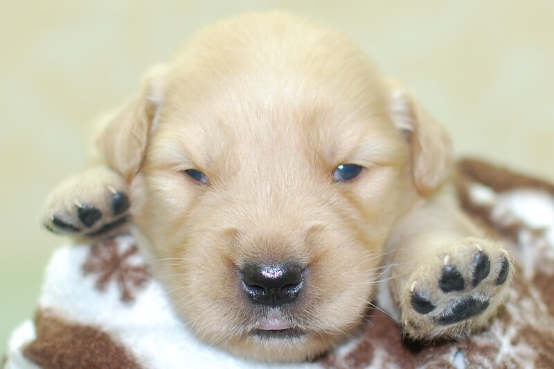 ゴールデンレトリーバーの子犬の写真202006265 7月14日現在