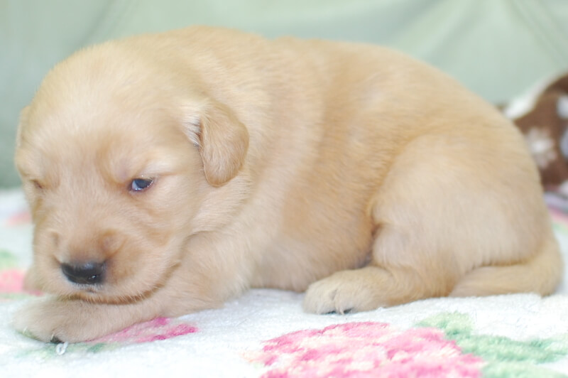 ゴールデンレトリーバーの子犬の写真202006265-2 7月14日現在