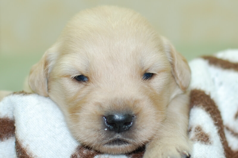 ゴールデンレトリーバーの子犬の写真202006266 7月14日現在