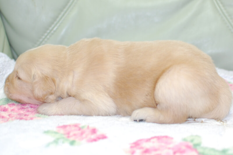 ゴールデンレトリーバーの子犬の写真202006266-2 7月14日現在