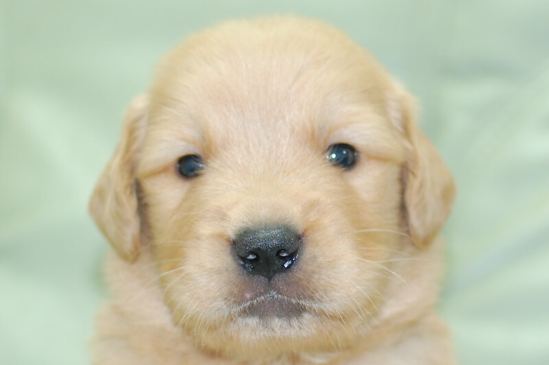 ゴールデンレトリーバーの子犬の写真202006182 7月14日現在