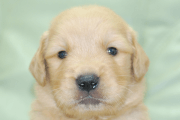 ゴールデンレトリーバーの子犬202006182