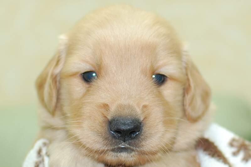 ゴールデンレトリーバーの子犬の写真202006183 7月14日現在