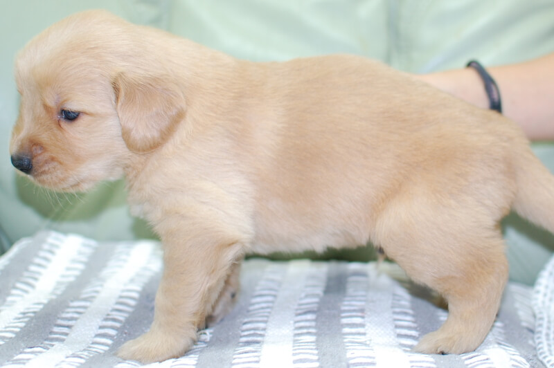ゴールデンレトリーバーの子犬の写真202006183-2 7月14日現在