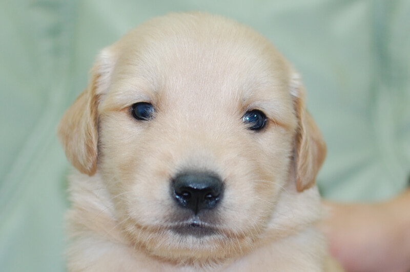 ゴールデンレトリーバーの子犬の写真202006184 7月14日現在