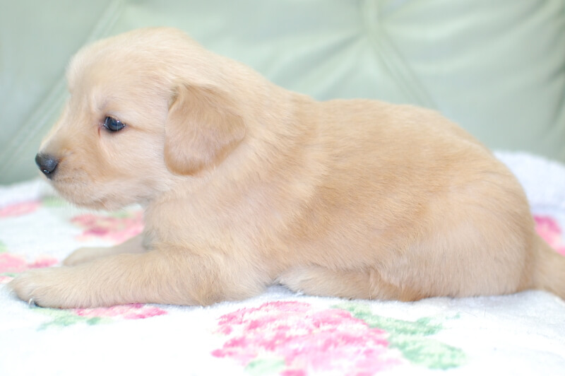 ゴールデンレトリーバーの子犬の写真202006184-2 7月14日現在