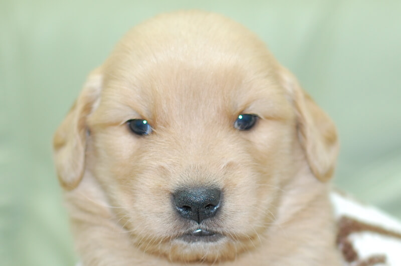 ゴールデンレトリーバーの子犬の写真202006185 7月14日現在