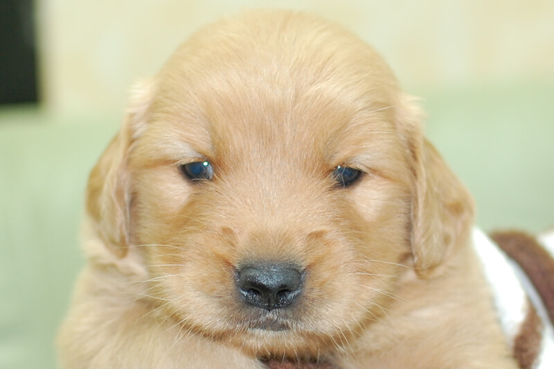 ゴールデンレトリーバーの子犬の写真202006181 7月14日現在
