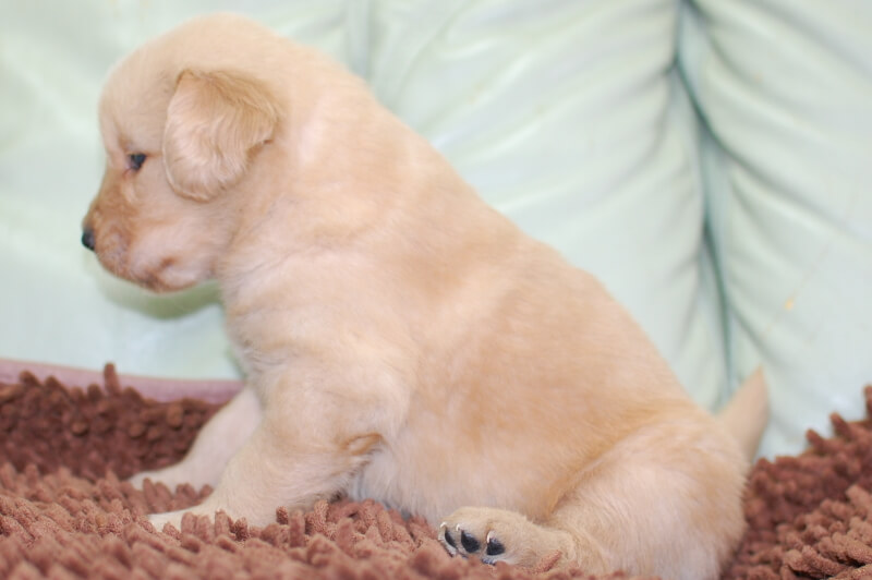 ゴールデンレトリーバーの子犬の写真202006264-2 7月24日現在