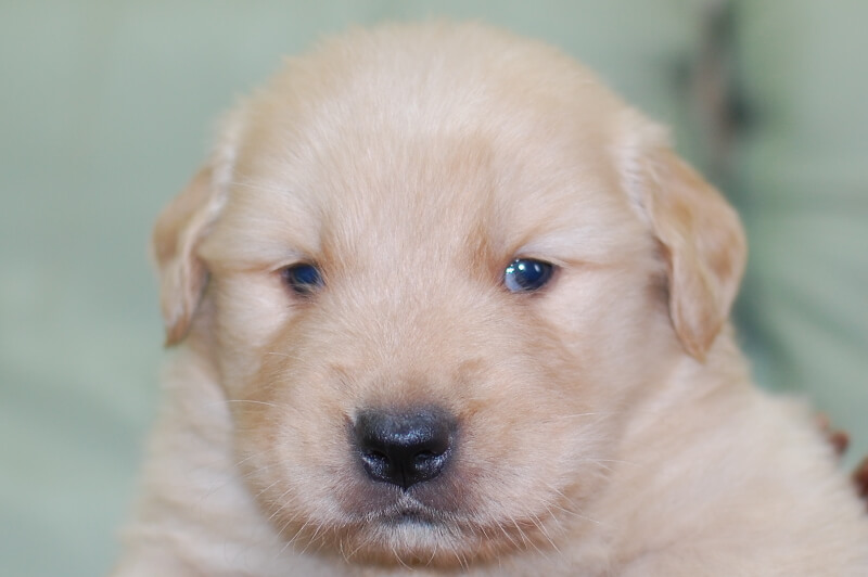ゴールデンレトリーバーの子犬の写真202006265 7月24日現在