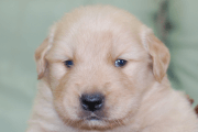 ゴールデンレトリーバーの子犬202006265