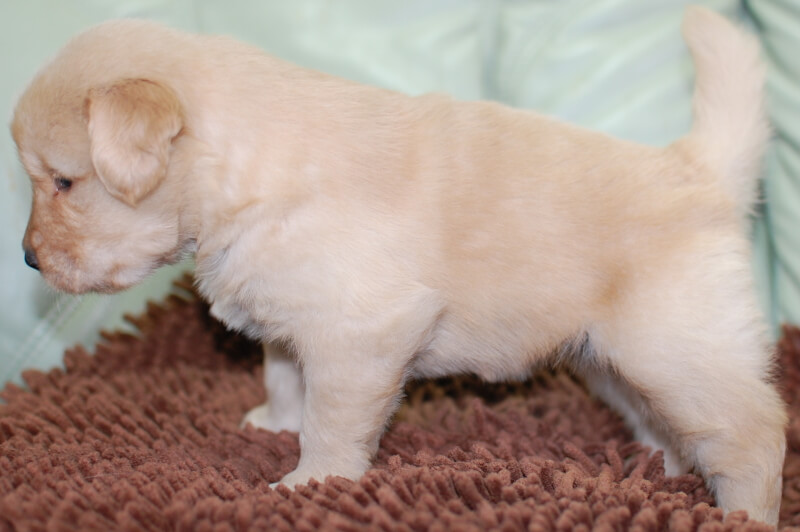 ゴールデンレトリーバーの子犬の写真202006265-2 7月24日現在