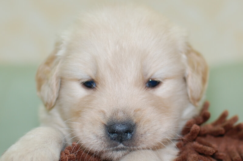 ゴールデンレトリーバーの子犬の写真202006266 7月24日現在
