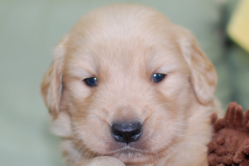 ゴールデンレトリーバーの子犬の写真202006261 7月24日現在